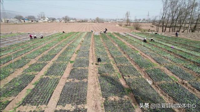 【春耕进行时】新集镇苗家村：不负春光播希望 蔬菜基地种植忙