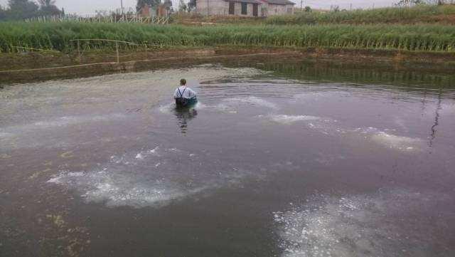 读完这篇《龙虾养殖整套流程图》想养龙虾的你，不再迷茫