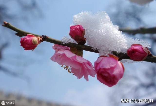 梅花香自苦寒来：盆栽养梅花，做好这几点，春天开花更美艳