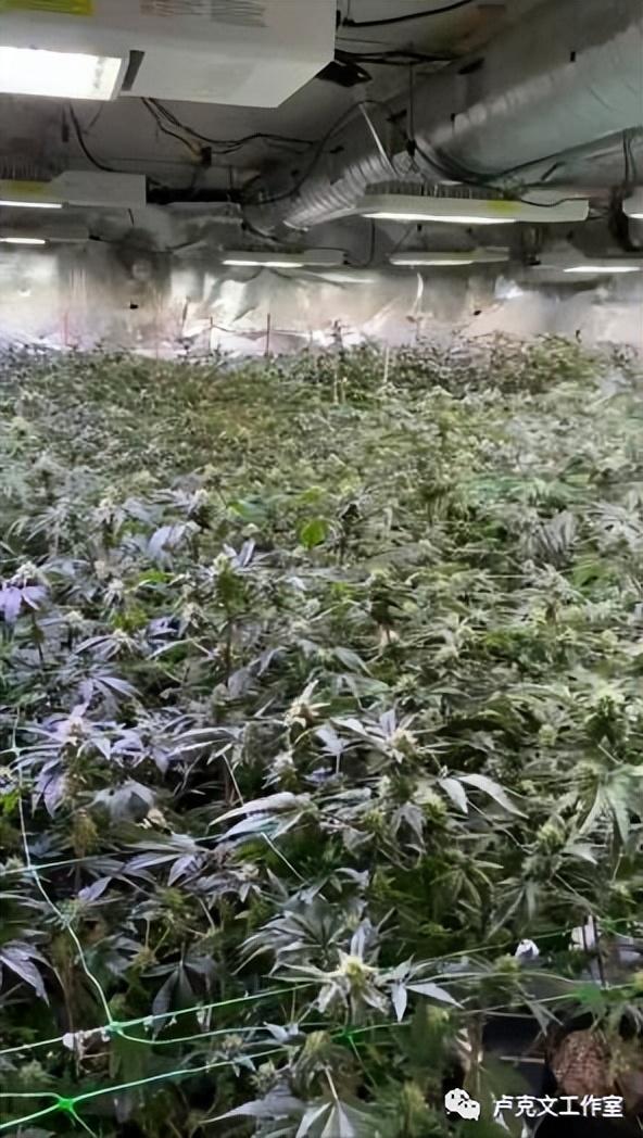 从大麻农场华人被杀案，谈谈华人在美国种大麻的情况