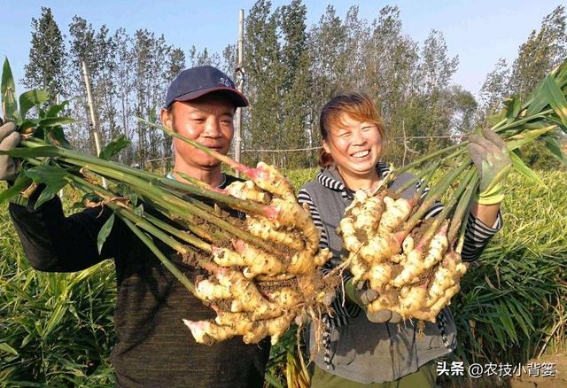 生姜培土高产优收：何时培土？培几次土？培多深？培土有技巧吗？