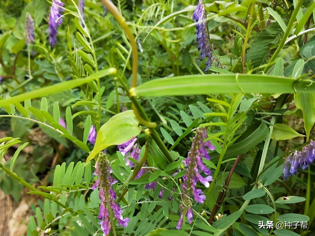 果园杂草泛滥，毛苕子成了天然除草剂，用它喂猪，5斤能长一斤肉