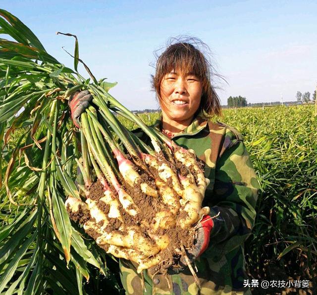 生姜培土高产优收：何时培土？培几次土？培多深？培土有技巧吗？