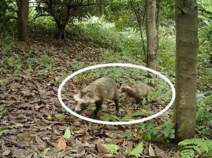 一种似狐非狐，似獾非獾，似猫非猫的动物现身浙江湖州，你认识吗