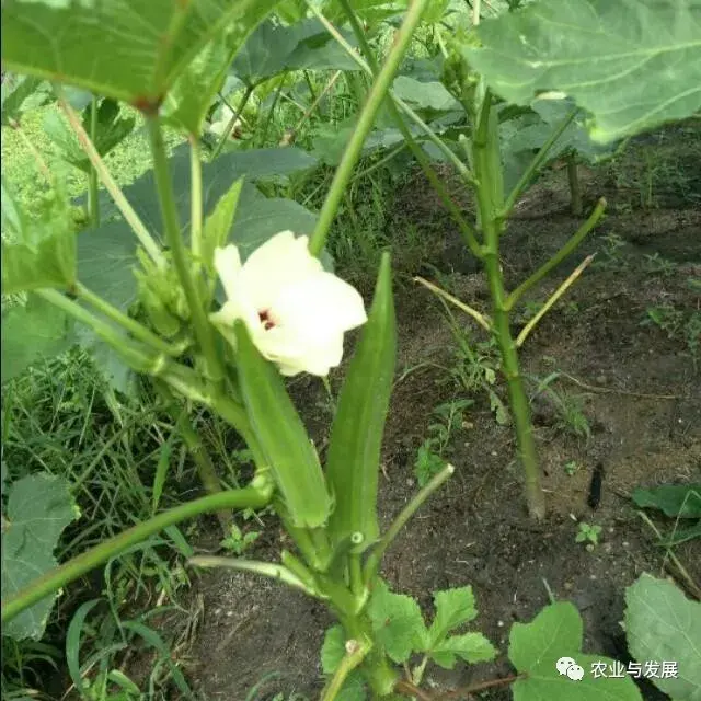 想要种植出高品质、高产量的秋葵，掌握以下几点管理技巧很重要