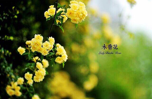 木香花 欣赏 及 养殖 要点