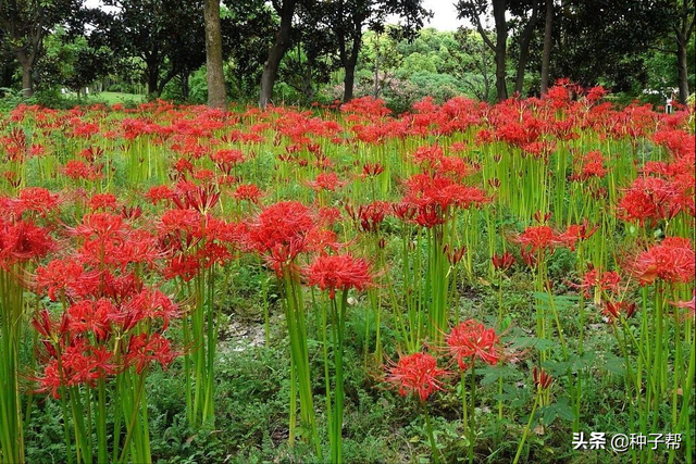 红花石蒜就是彼岸花吗？花朵极为奇特的花卉植物，栽培技术介绍