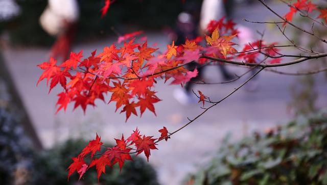 「枫叶龟饲养指南」枫叶龟很美，可惜红颜薄命