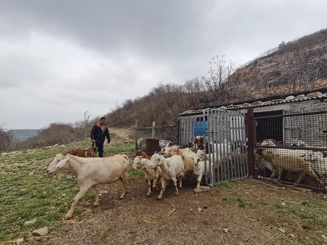 牛羊为伴 大山里闯出致富路