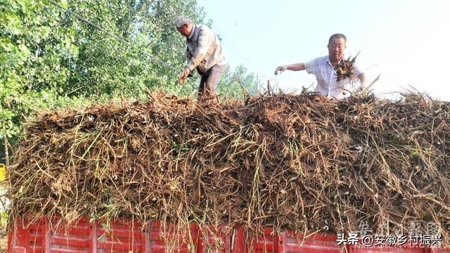 安徽亳州谯城区牛集镇：亳芍飘香季 采药正当时