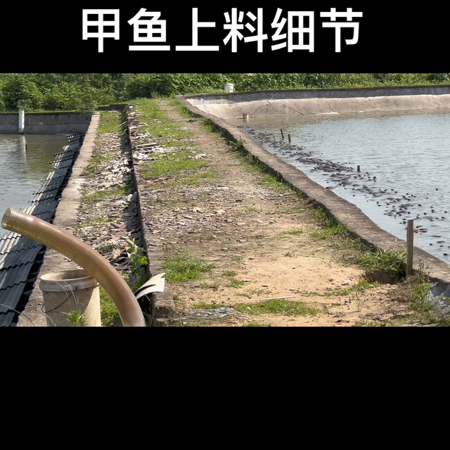 两口塘数量一样，看加料情况#生态散养