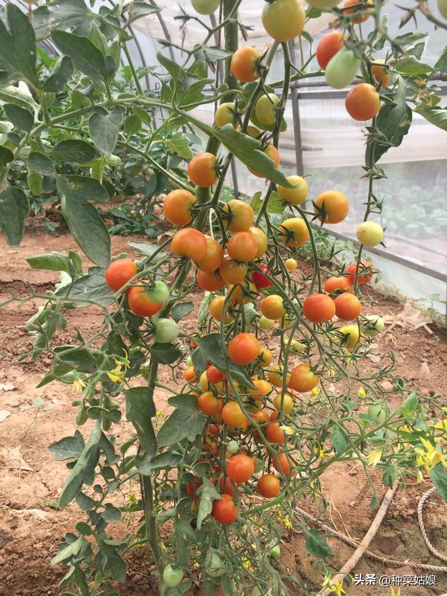 樱桃番茄怎么种？怎么整枝打杈，怎么浇水施肥，一亩种多少棵合适