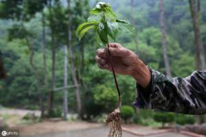 重楼的种子种植技术(重楼的生长特性及人工栽培关键技术)