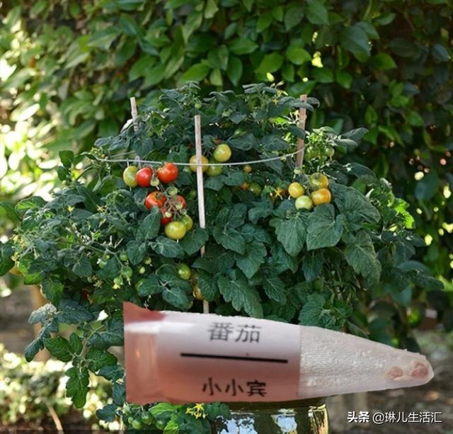 三个月，从种子到果实，我的阳台小番茄成长记录