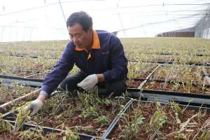 安徽铁皮石斛种植基地(南药北移，娇贵“仙草”进大棚)