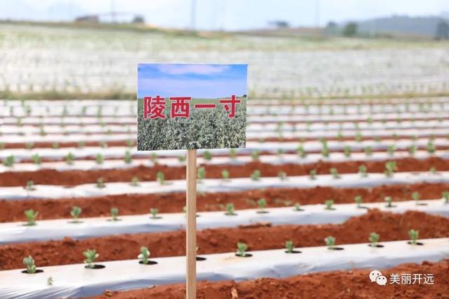 稻香飘田野 ~开远南方旱地水稻丰收！