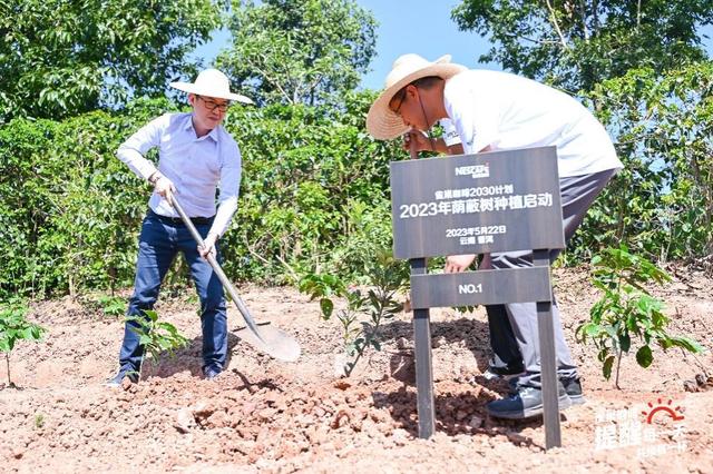 雀巢咖啡2030计划步入云南，以荫蔽树种植赋能云咖迈向深绿