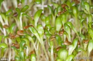 阳台豆苗的种植方法(芽苗菜家庭阳台栽培技术，该如何实施，点进来学习下吧)