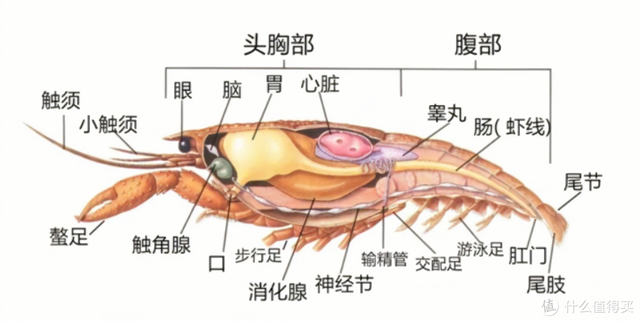 小龙虾解剖构造图，看完你就不会乱吃了