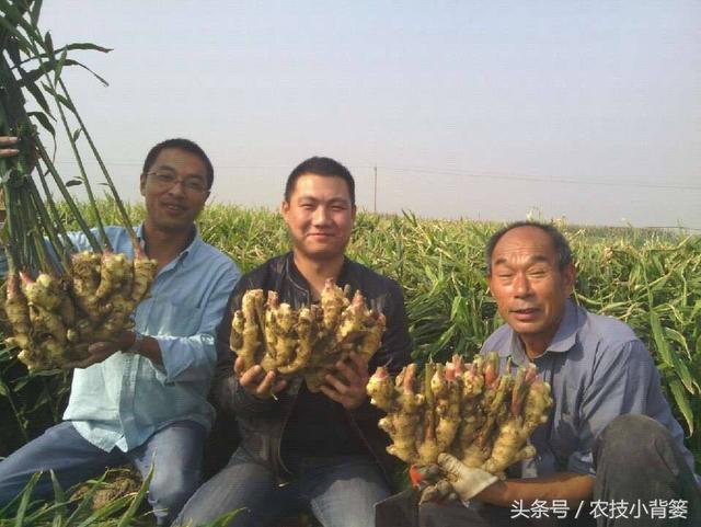 大姜年年优质又高产，种姜达人成功经验无私分享！