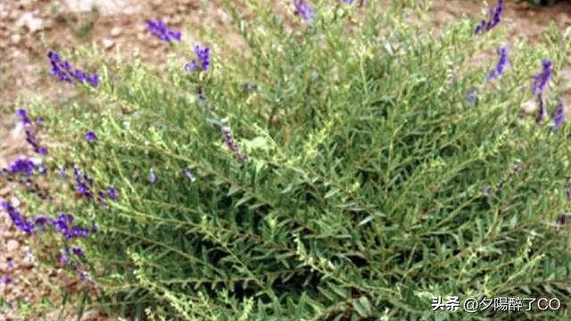 黄芩苗什么时间种植最好，黄芩苗的种植方法