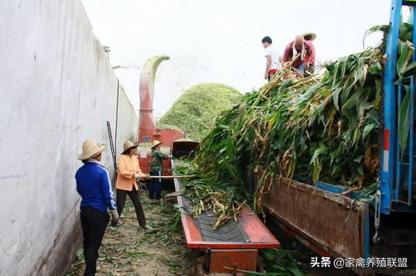 农村创业搞养殖，巧用饲料颗粒机可以有效降低养殖成本