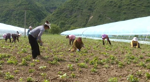 宝鸡市凤县推进特色产业种植 五味子变身致富“金串串”