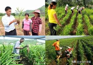 生姜种植开沟机(生姜培土高产优收：何时培土？培几次土？培多深？培土有技巧吗？)