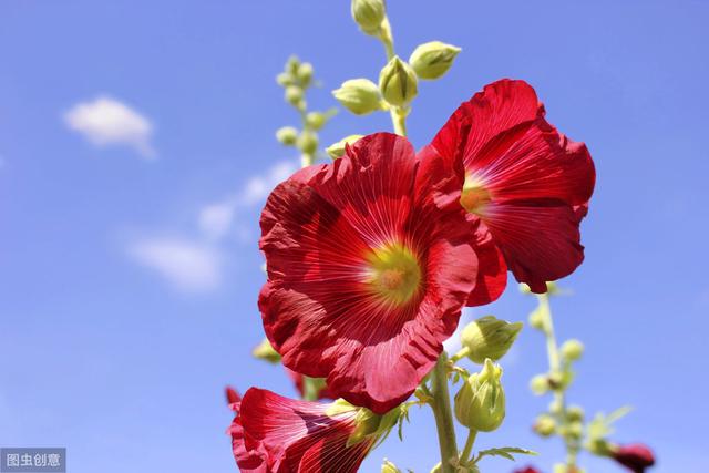 农村不待见的花，院子里种1棵，随便养养就成花镜担当