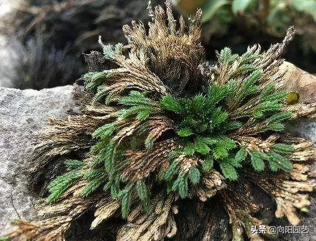 冬天山上光秃秃，挖点“不死草”，做盆景，浇上水瞬间“复活”