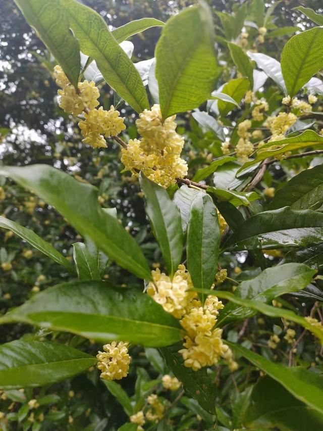 你可能没听说过的这种桂花，寿命长达1000年，需要10年才能开花