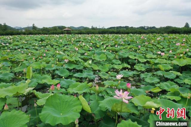 湖南零陵“莲虾共养”铺就生态致富路