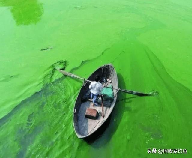 不是珍稀鱼种，但它却是首位严禁垂钓的鱼，鲢鳙的地位这么高？