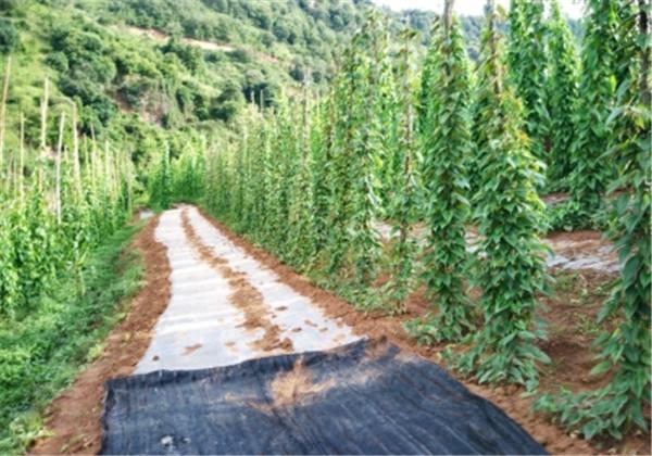 山药的栽培技术，田间管理可不能马虎，一起来看看吧