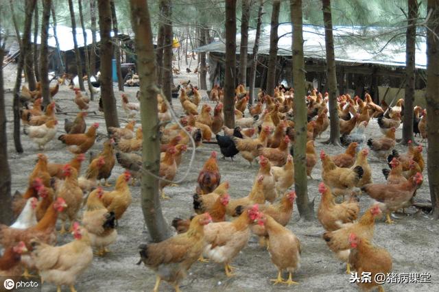 土杂鸡的饲养管理及病害防治对策