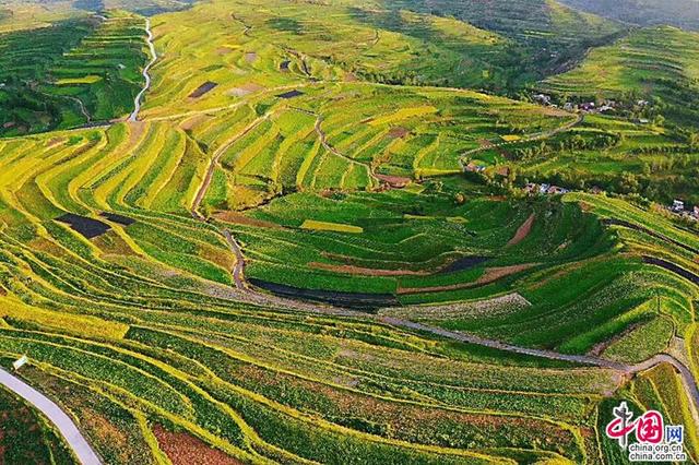 “人厚道 药地道” 甘肃宕昌县全力打造绿色有机药源基地