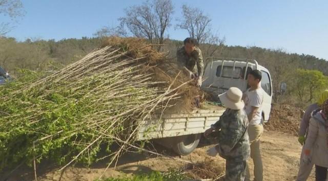 圆满收官！长岛南长山街道近34000棵树苗全部栽植完成