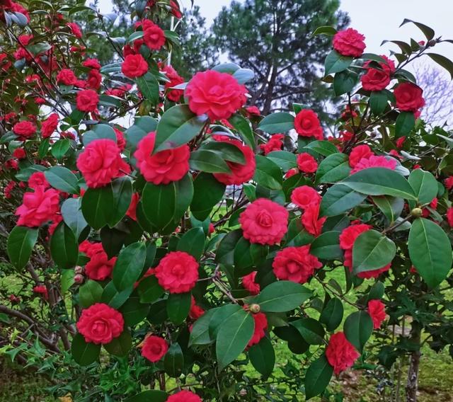 “春不冷，夏不热，秋不干，冬不湿”，茶花的四季莳养