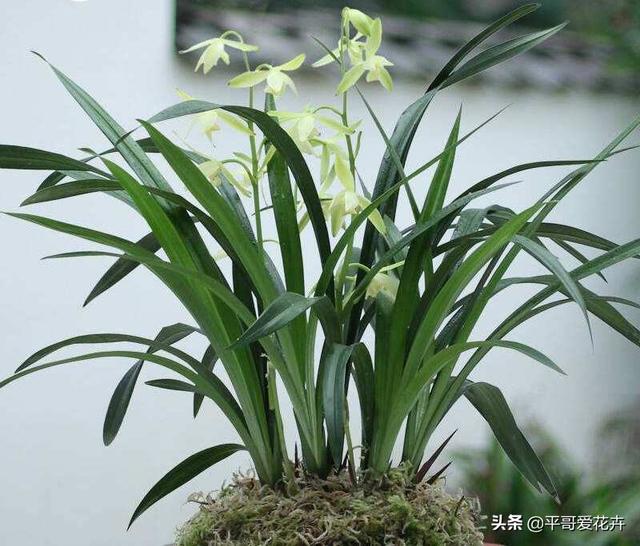 兰花怎么养？抓住2个“关键点”，喂上2种水，花箭蹭蹭冒，花量大