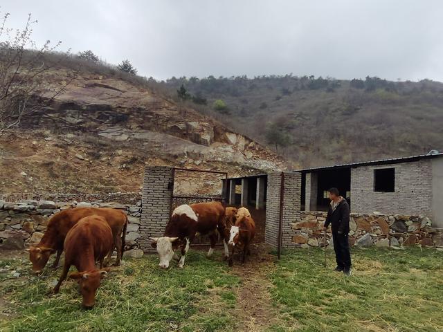 牛羊为伴 大山里闯出致富路