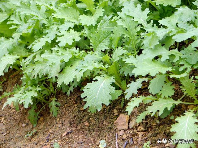 白露种叶菜，不妨试试这5种，种植简单又耐寒，别老种菠菜香菜了