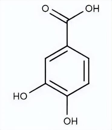 玫瑰茄