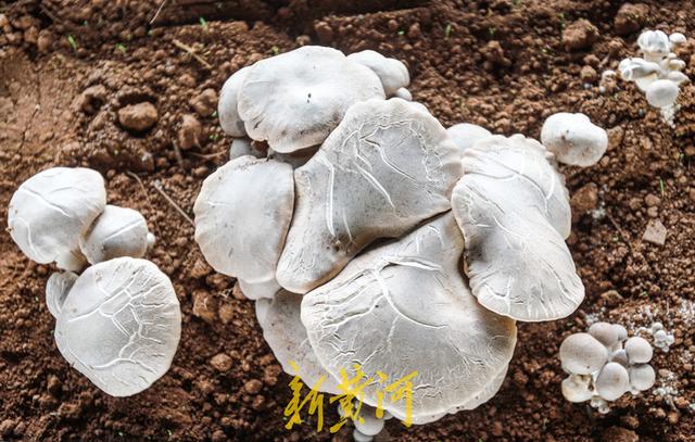 一朵蘑菇重60斤！济南食用菌特色农场种出“土黄金”