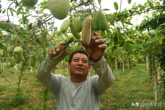 容易被误会的水果，名叫八月瓜，安徽农民引进种植，成当地宠儿