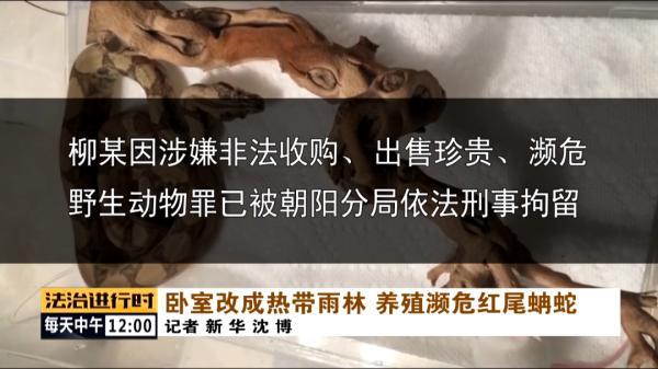 北京一男子非法养殖7条红尾蚺蛇，把卧室弄成“热带雨林”