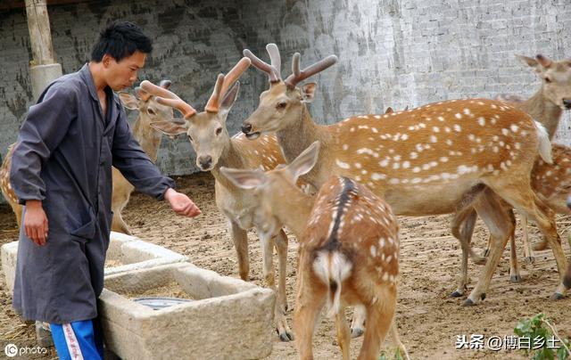 广西梅花鹿养殖户分享：养殖梅花鹿前景怎么样，效益怎么样？