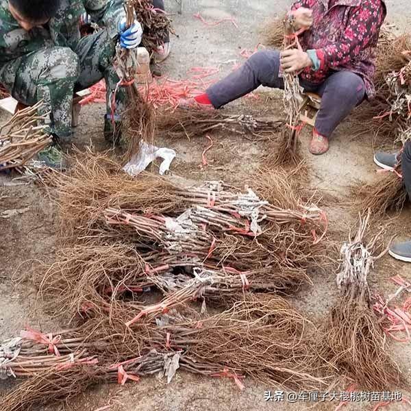 克伦生葡萄苗品种优势特点有哪些？栽植适应什么环境土壤