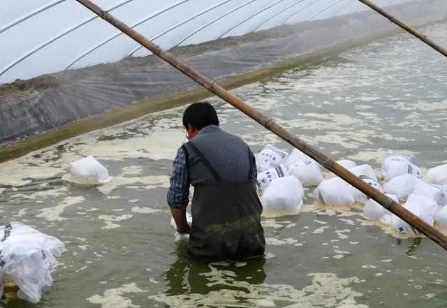 如何合理调控氨氮胁迫的响应差异，提高甲壳动物养殖产量和质量？