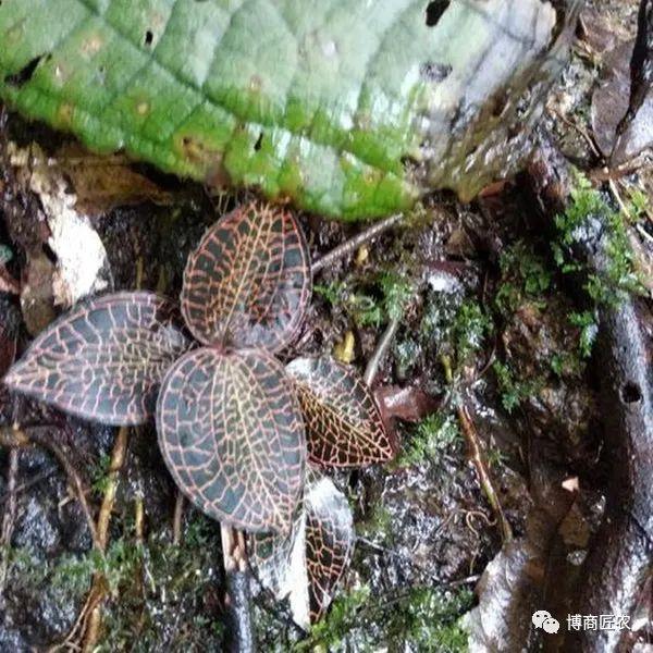 「金线莲种植篇」一：组培