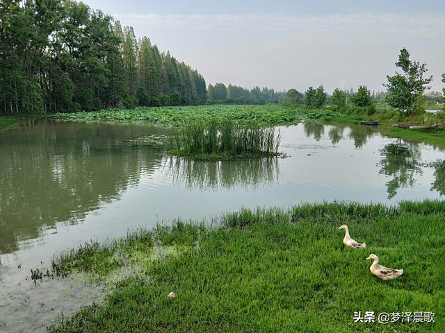 云梦秦园生态养殖家庭农场生态宜人